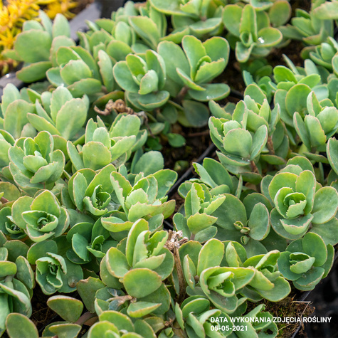 Rozchodnik okazały Carl (C2)