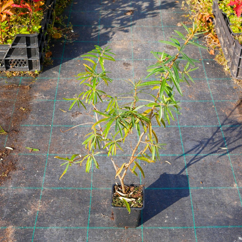 Rokitnik pospolity Hikul męski (P9)