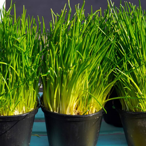 Cebula dymka Sopelek 0,25kg