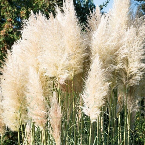 Zestaw Trawa pampasowa White Feather 6 szt