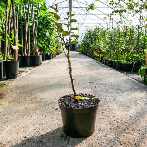 Buk kolumnowy Dawyck Purple