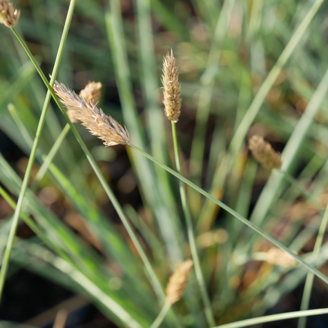 Sesleria lśniąca (C2)