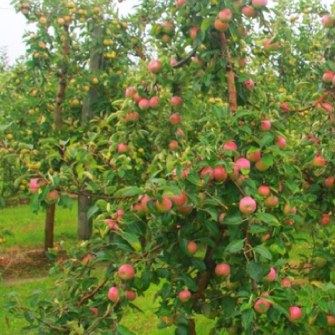 Jabłoń Cortland doniczka (C2)