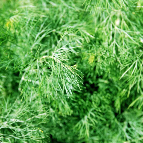 Koper ogrodowy ELEFANT 5g