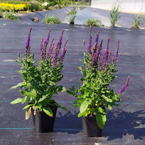 Szałwia omszona Sensation Compact Violet (C2)