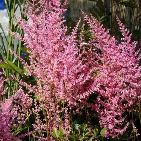 Tawułka Arendsa Cattleya (C2)