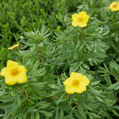 Pięciornik krzewiasty 'Hachmann's Gigant' (C2)
