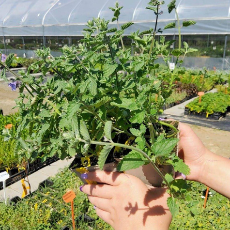 Kocimiętka Faassena Walker's Low (C2)