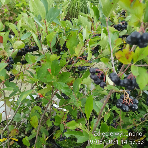 Aronia czarnoowocowa Revontuli Mound w doniczce