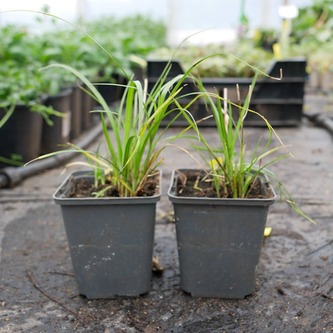 Gwiazdowa trawa Gwiezdna trawa