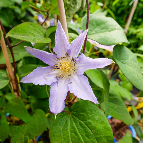 Powojnik Clematis 'Thyrislund'