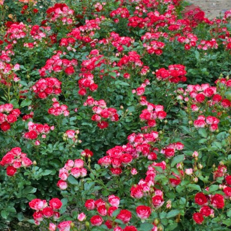 Róża rabatowa Schone Koblenzerin czerwono-biała balot