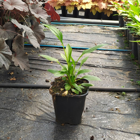 Jeżówka purpurowa Papallo Semi Double Pink (C2)