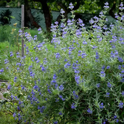 Barbula klandońska Ferndown (C2)