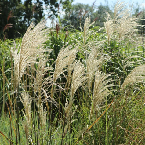 Miskant chiński Graziella (C2)