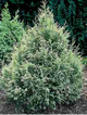 Cyprysik lawsona Summer Snow
