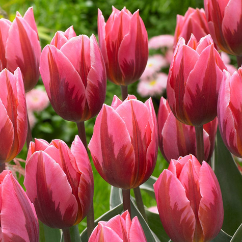 Tulipan Triumph Pretty Princess
