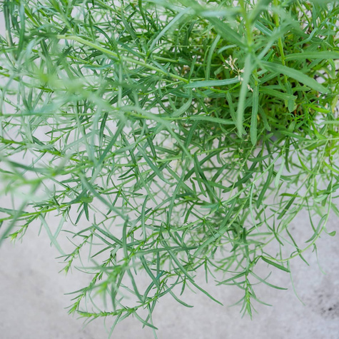 Aster wrzoslistny Aster ericoides (C2)
