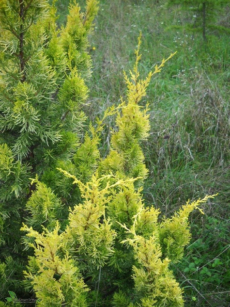 Jałowiec pospolity Suecica Aurea (P9)