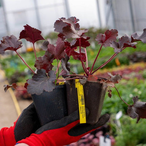 Żurawka ogrodowa Black Beauty Ciemna piękność (C2)