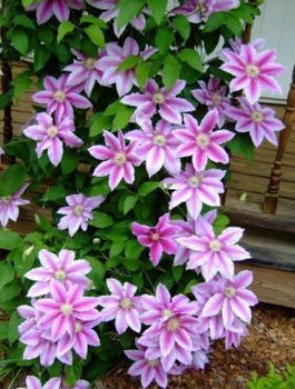 Powojnik Clematis wielkokwiatowy dr Ruppel C2