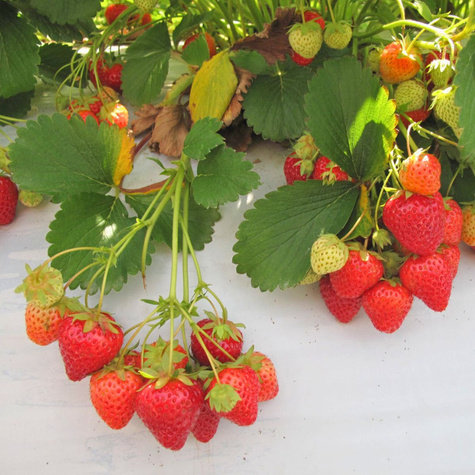 Truskawka Monterey pnąca wisząca powtarzająca FRIGO