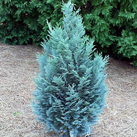 Cyprysik lawsona Columnaris