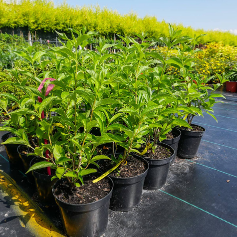 Krzewuszka Middendorfa (C2)