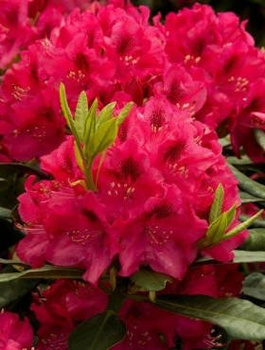 Rododendron Nova Zembla (C2)