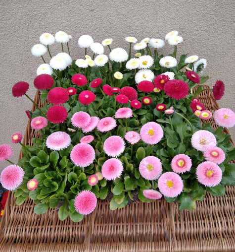 Zestaw Stokrotek 6 białej + 6 czerwonej Stokrotka Stokrotki