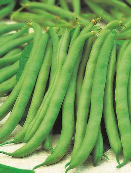 Fasola zwykła karłowa - szparagowa Muza 55g