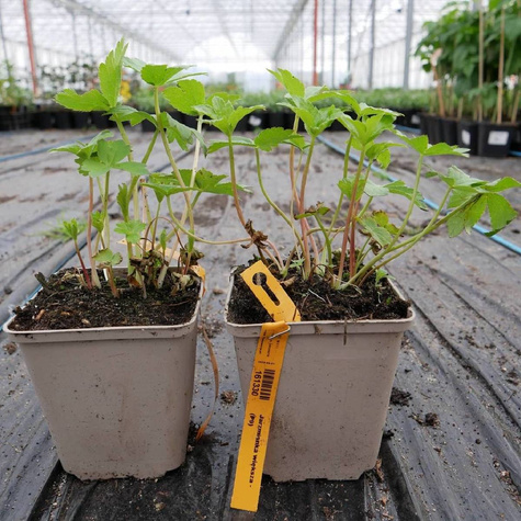 Jarzmianka większa (C2)