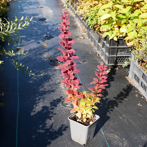 Berberys thunberga Neon (P9)