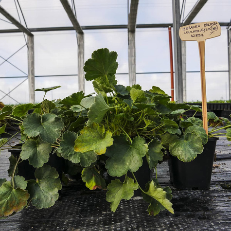 Żurawka krwista Leuchtkäfer (C2)