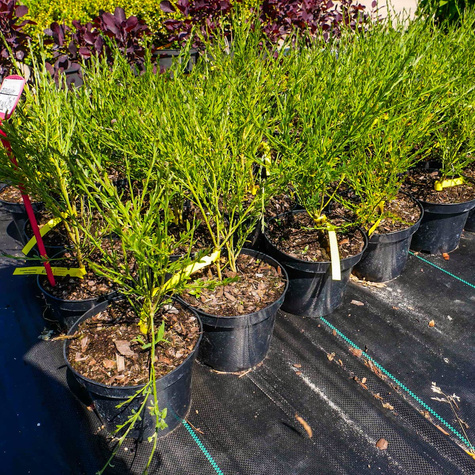 Szczodrzeniec Żarnowiec miotlasty Boskoop Ruby (P9)