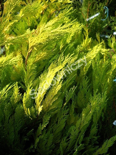 Cyprysik Lawsona Whinston Churchil