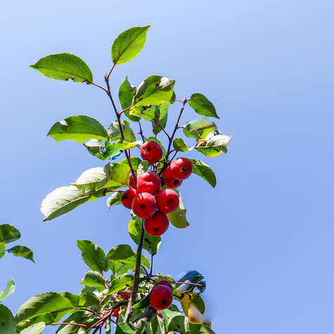 Jabłoń ozdobna rajska Ola obw. 6-8cm