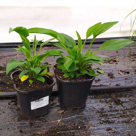 Jeżówka purpurowa Papallo Power Coral Orange (C2)