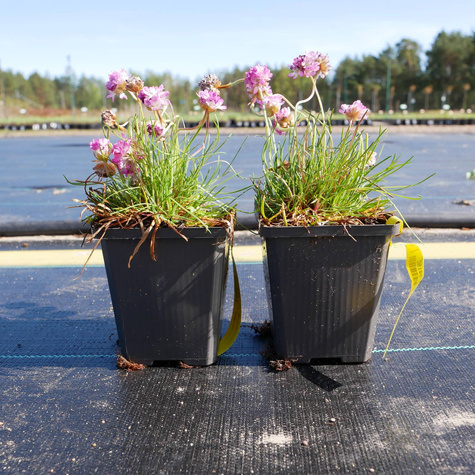 Zawciąg nadmorski Splendens (C2)