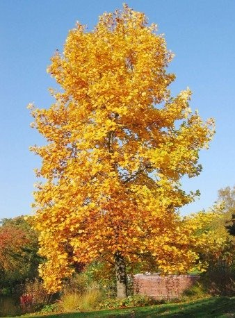 Tulipanowiec amerykański 1g nasiona