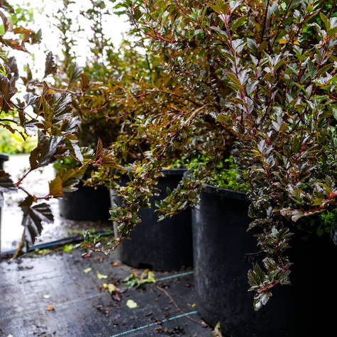 Pęcherznica kalinolistna Tiny Wine (P9)