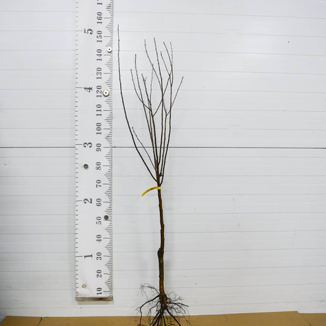 Śliwko-wiśnia Śliwowiśnia Plant Pack