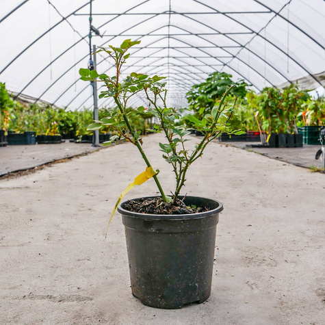 Róża okrywowa The Fairy Red czerwona (C2)