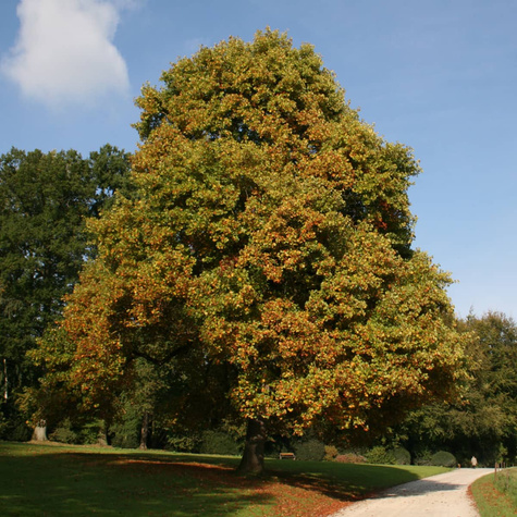 Tulipanowiec amerykański (C5)