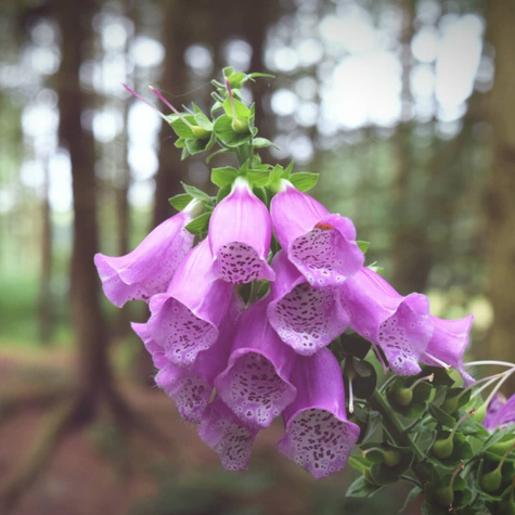 Naparstnica purpurowa Excelsior Hybrids mix kolorów (C2)
