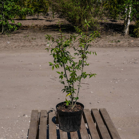 Trzmielina oskrzydlona (C2)