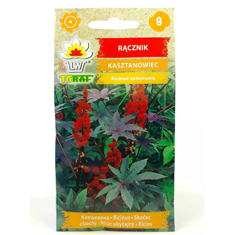 Rącznik kasztanowiec 8 nasion