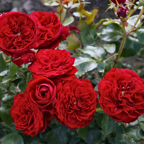 Róża rabatowa Rotkappchen czerwona balot