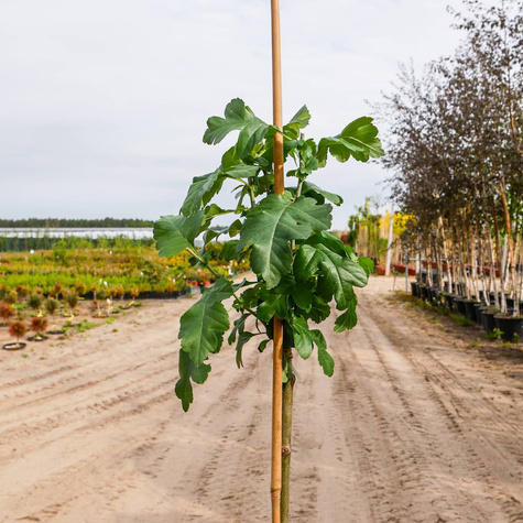 Głóg Dwuszyjkowy Paul's Scarlet Szczepiony Na Pniu