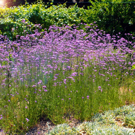 Werbena kanadyjska Veracity Purple (C2)